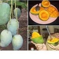 

Terbaru MANGGA ALPUKAT ...