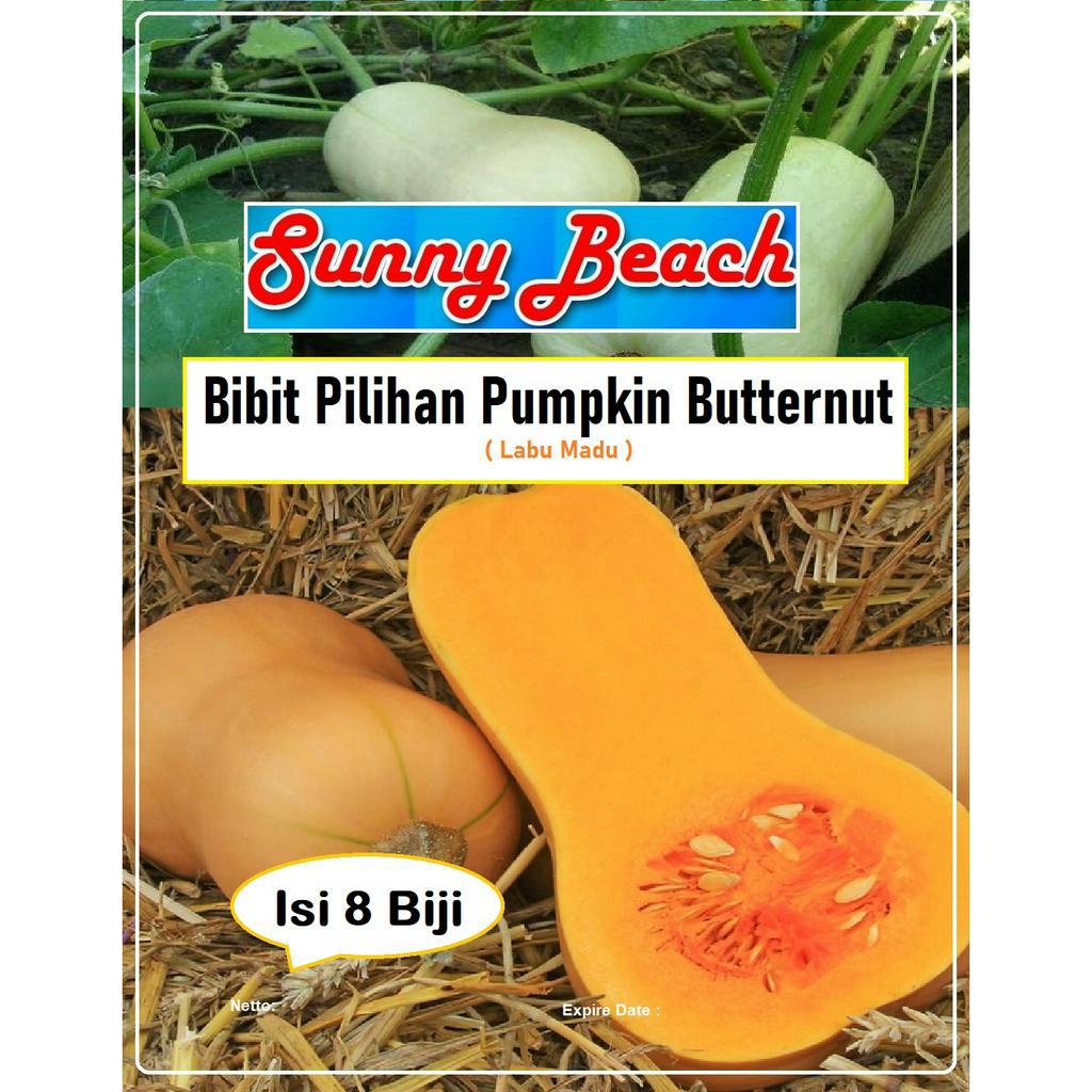 Bibit Pilihan Pumpkin Butternut| Biji Benih Labu Madu |Bibit Labu Madu