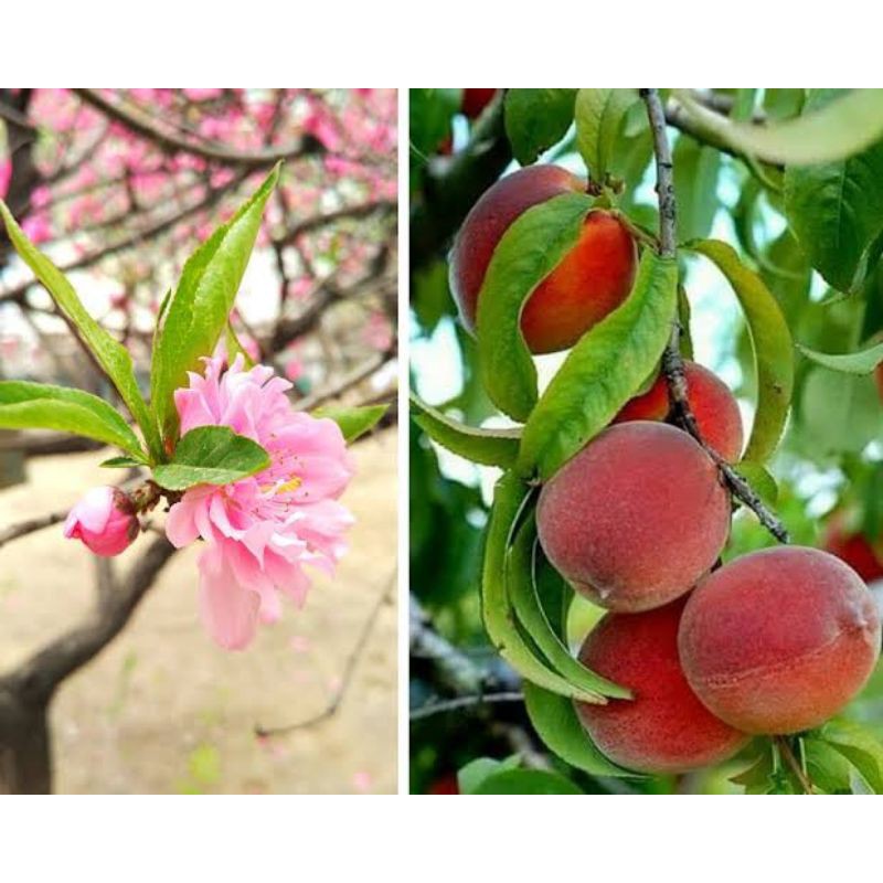bibit buah persik