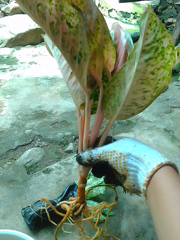 Tanaman Hias Aglonema Big Roy / Lulaiwan