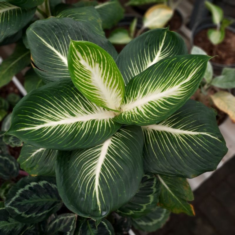 Aglonema Diven Gurita Indukan / aglaonema diven gurita indukan