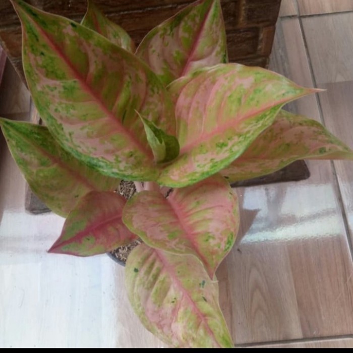 Terlaris Bibit Bonggol Aglonema Bidadari