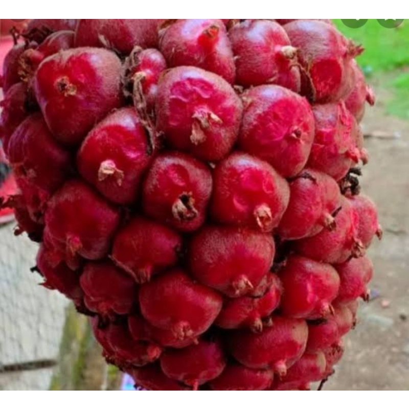 

Jual Buah kecombrang atau buah Honje fresh Termurah