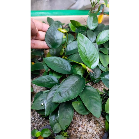 Anubias Nana