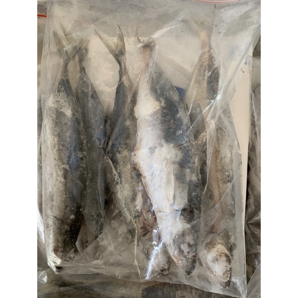 

Ikan Layang Ready Termurah 1Kg