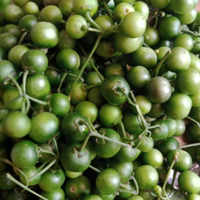 

Leunca 100gr