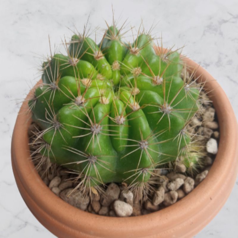 Kaktus Echinopsis Calochlora Golden Ball Kaktus Ownroot Kaktus Hidup Kaktus Sukulen Kaktus Hidup Tan
