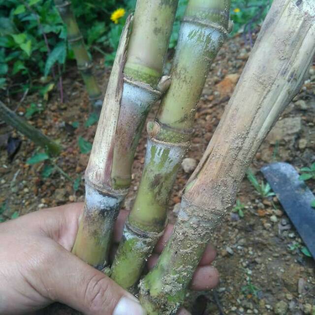 bibit stek turubuk terubus telor tebu