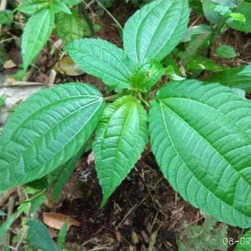 

Daun pohpohan segar baru petik/500grm