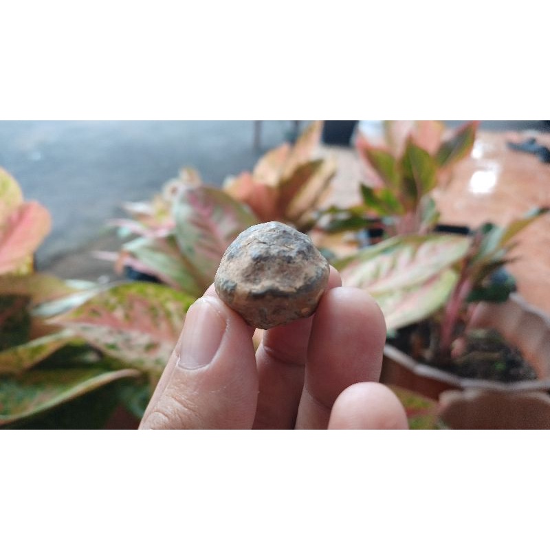 muncang jawa ori (sortiran) berbagai jenis