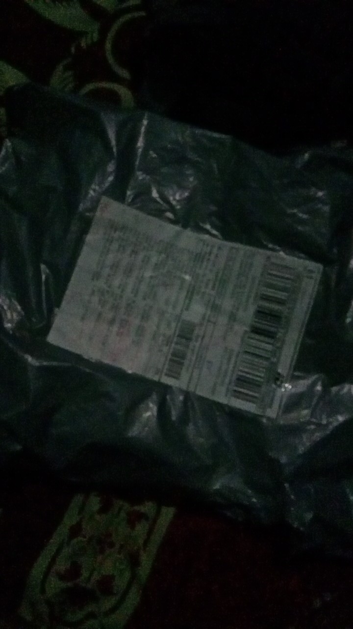 (isi 10 Butir)benih Blue Berry