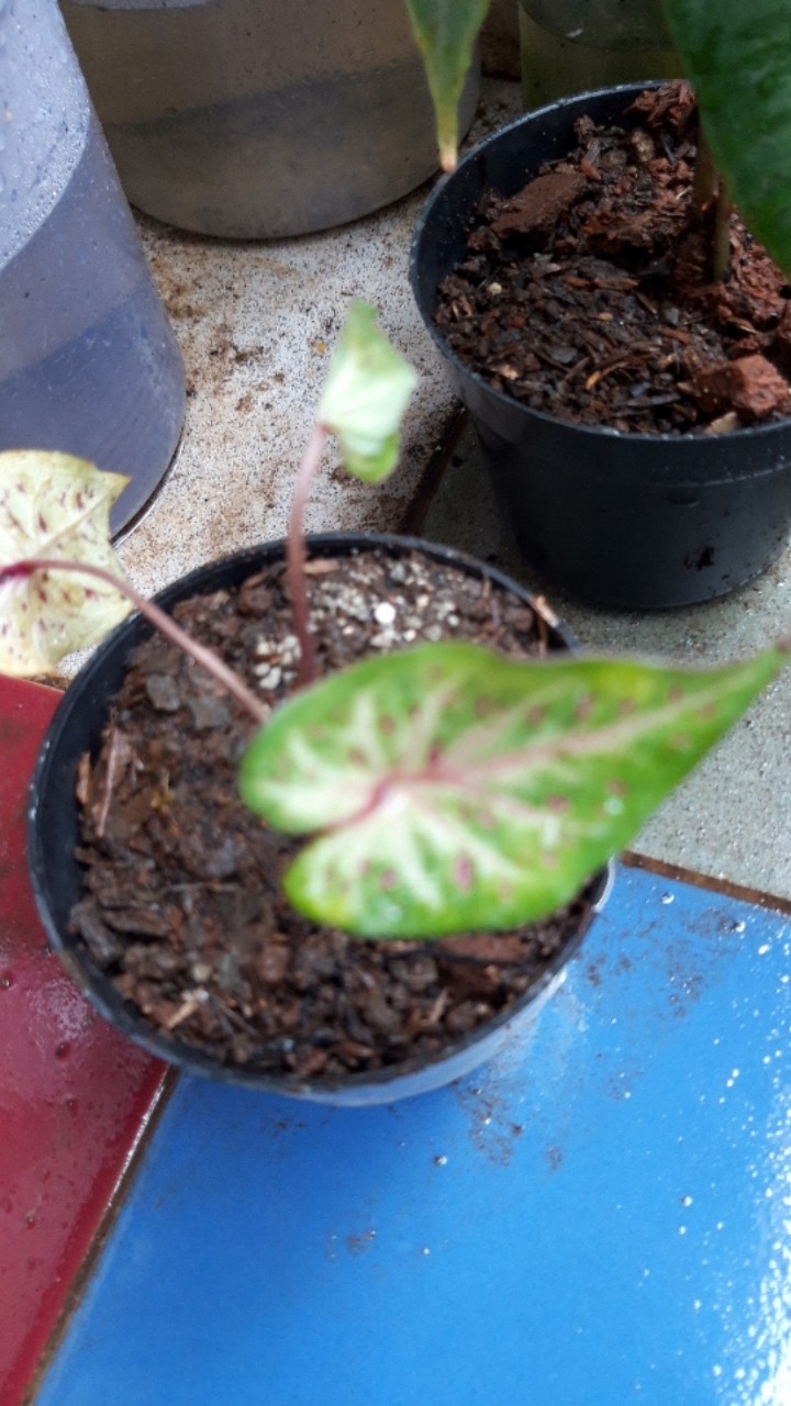 Caladium Gingerland / Dikirim Anakan Keladi Gingerland