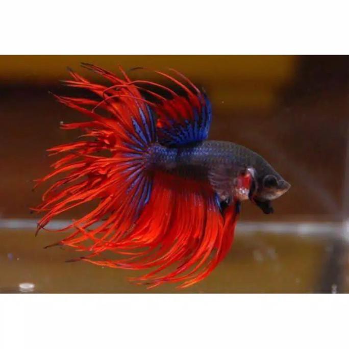 Ready Ikan Cupang Hias Serit Crowntail Serit Hias Cupang Keren