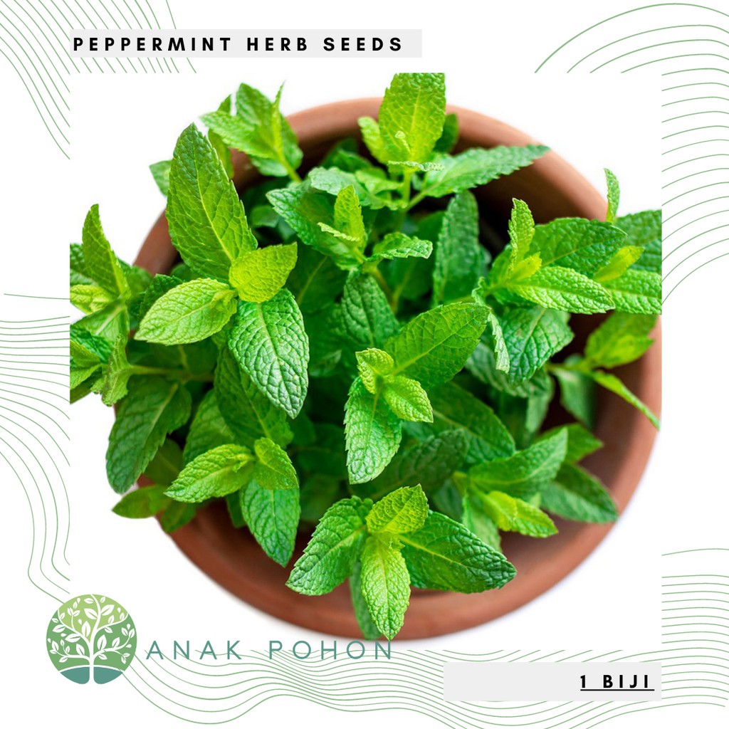 Benih Bibit Biji - Peppermint Mint (Mentha x piperita) Herb Seeds - IMPORT