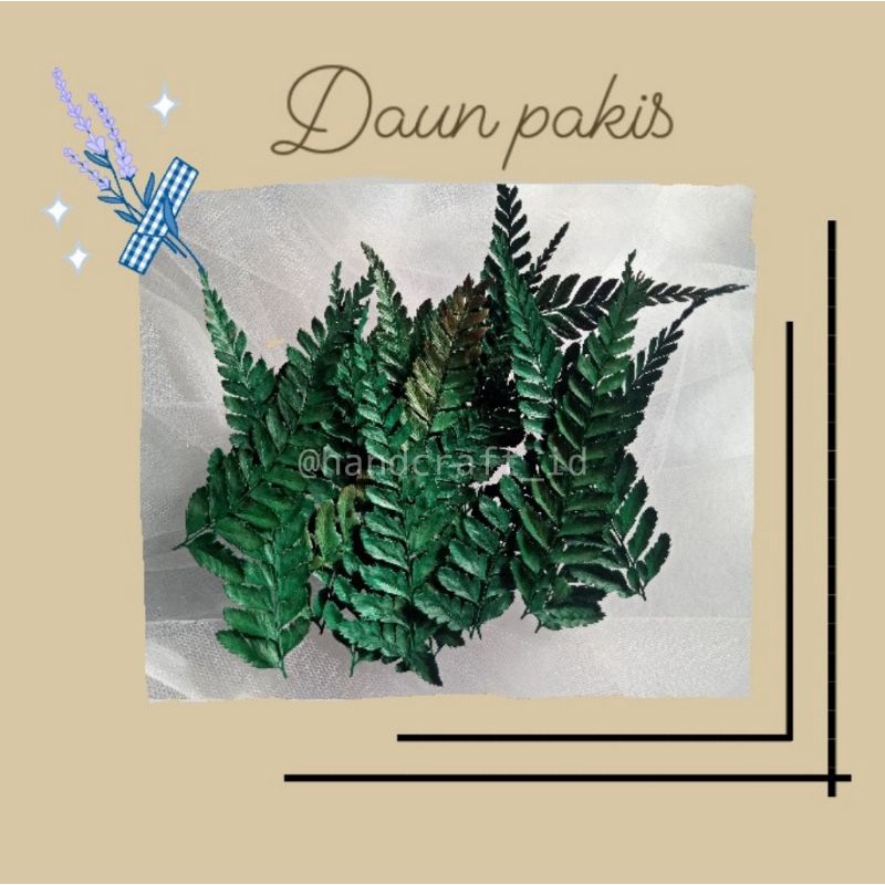 DAUN PAKIS KERING / DAUN PAKIS PER PACK / DAUN PAKIS HIASAN MAHAR / DAUN PAKIS DEKORASI