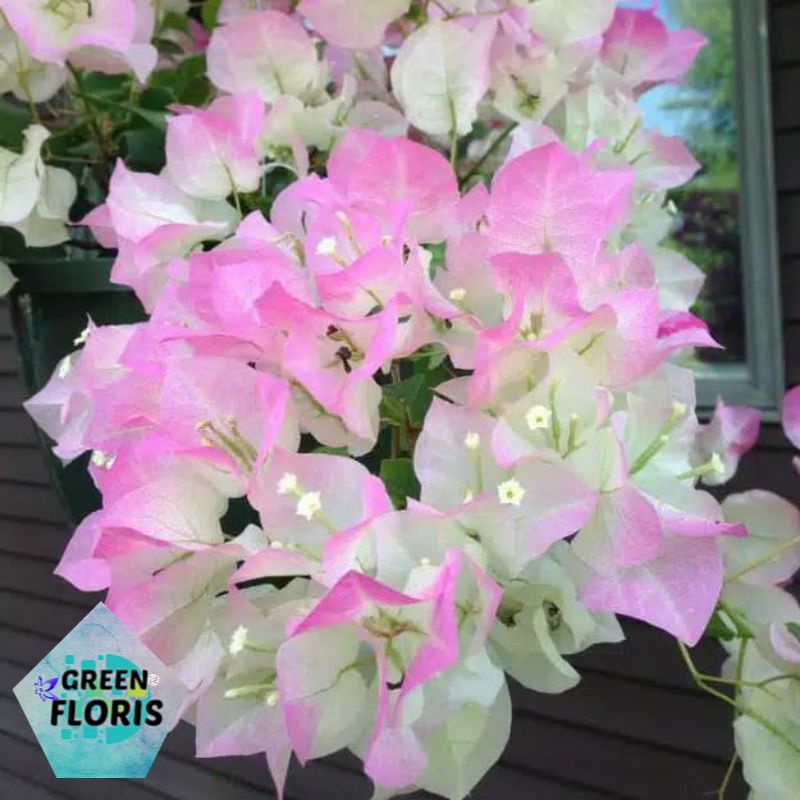 Bougenville Begawan Solo (bibit) bugenvil bengawan solo bibit hidup bugenvil bengawan solo