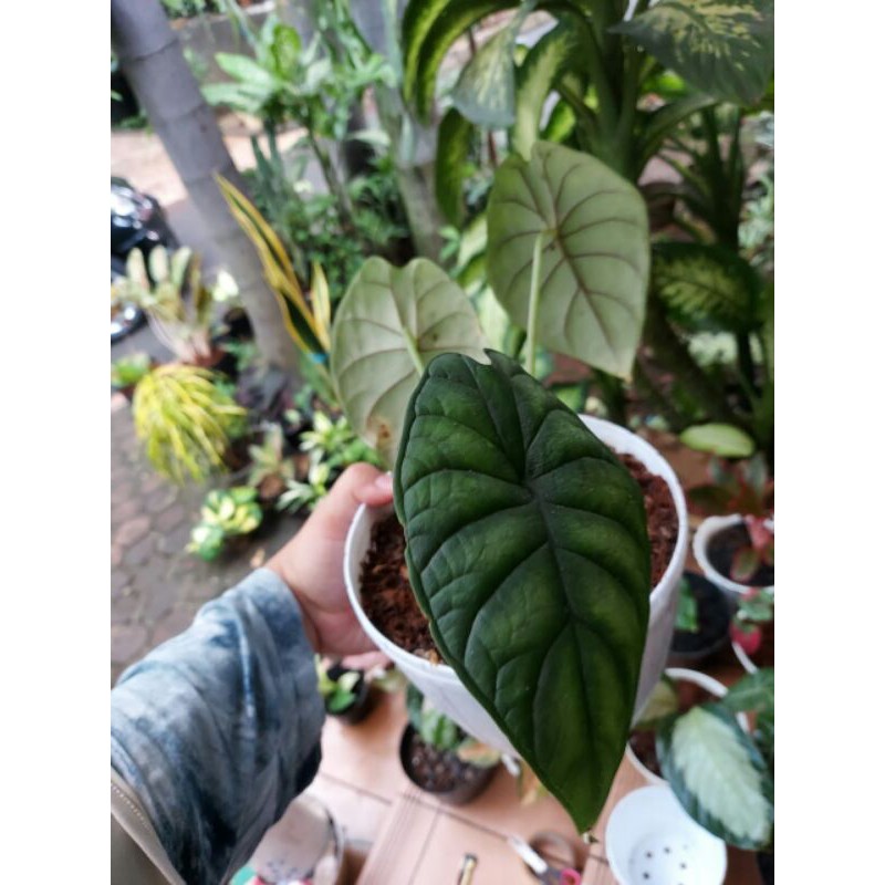 Keladi tengkorak alocasia dragon scale