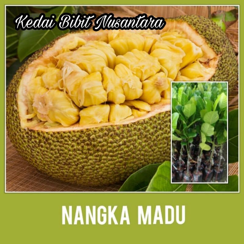 Bibit Nangka Madu Cepat Berbuah