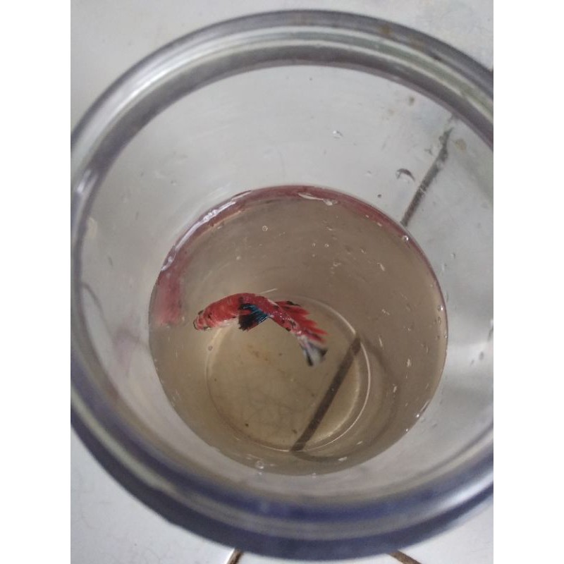 ikan cupang nemo galaxy