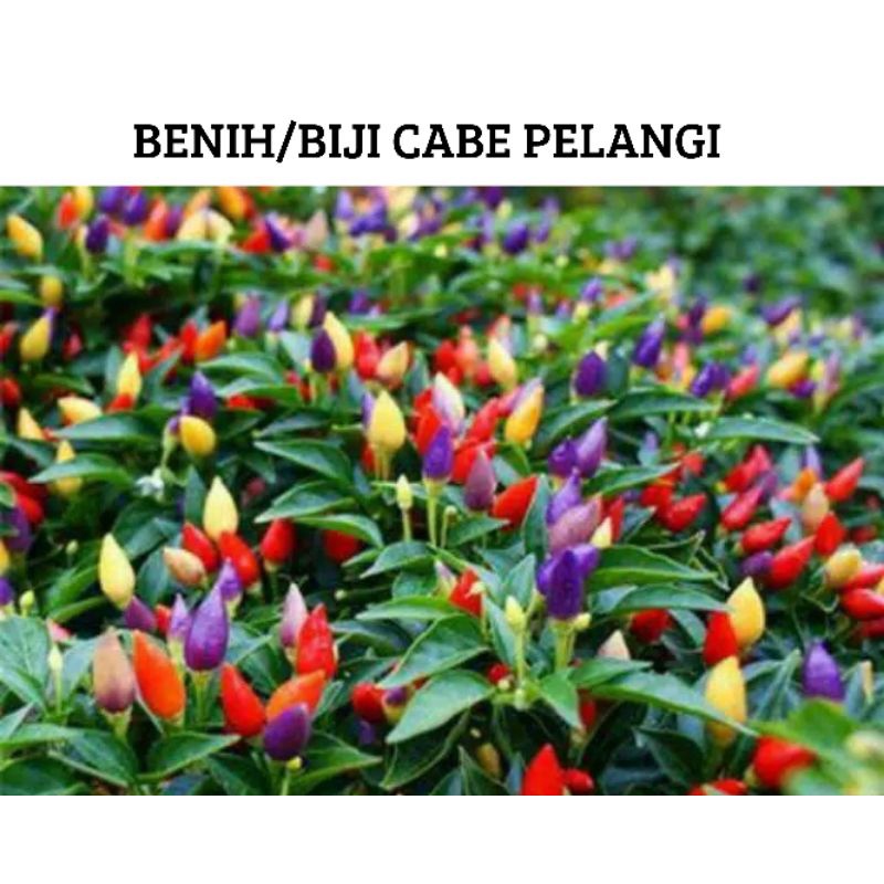 Benih Biji Cabe Pelangi