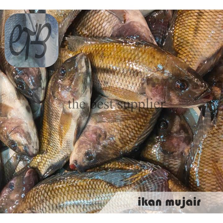 

Ikan Mujair Segar