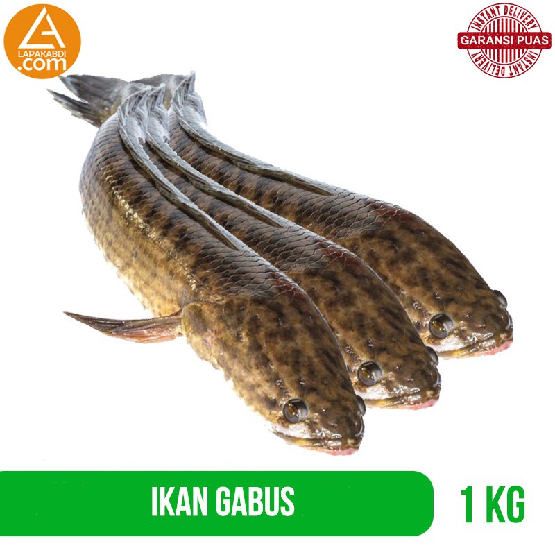 

Ikan Gabus Haruan Kutuk 1 kg Ikan Segar Garansi Termurah