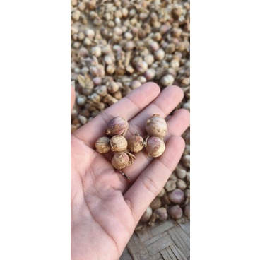 

kapolaga fresh jual kering