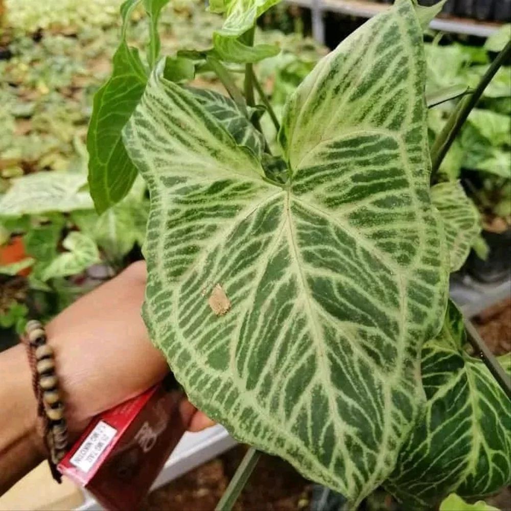 Tanaman Hias syngonium Putih Batik - Syngonium List Batik