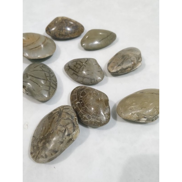 Fosil kijing bungkem