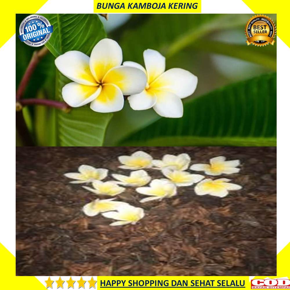 Bunga Kamboja Kering 250 Gram Herbal Murni