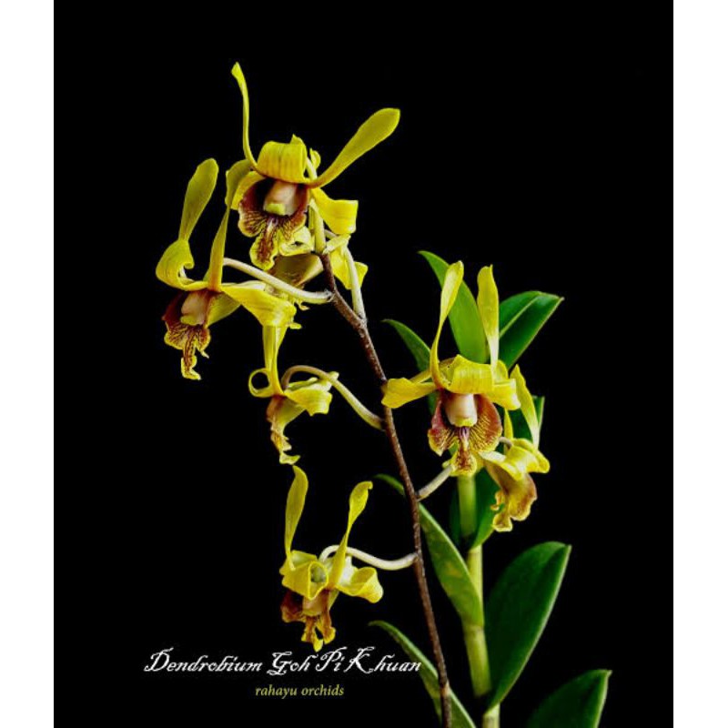 seedling Dendro husmadi x Goh Phi Kuan