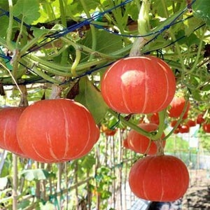 1 biji benih labu waloh F1 RED PUMPKIN EASTERN waluh merah bibit tanaman buah / sayuran