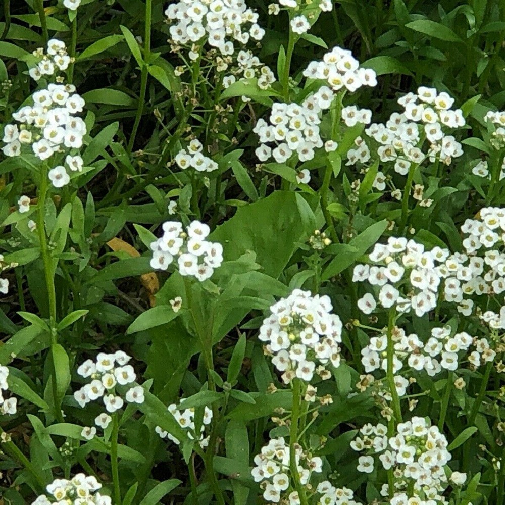 PlantaSeed - 40 Seeds - Alyssum Carpet of Snow Biji Bunga - PAS0194