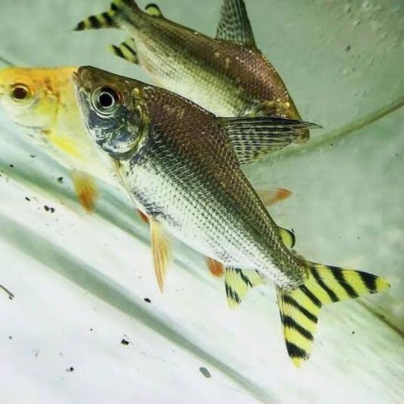 Ikan yellow feifeng / yff