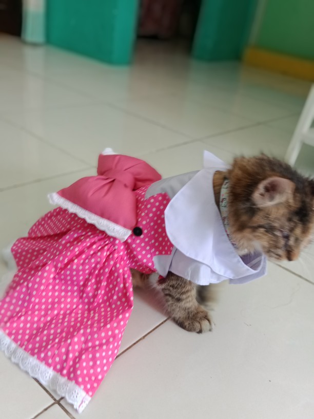 Jual Baju Anjing Kucing Tipe Kitty Baby Pink Polkadot Shopee Indonesia