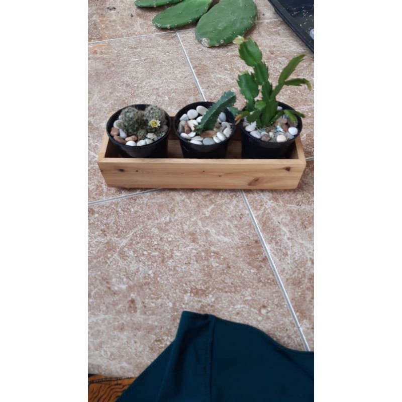 pot kayu cukulen pot punik / tempat pensil / tempat kaktus / pot kaktus / pot kayu / pot sukulen / p