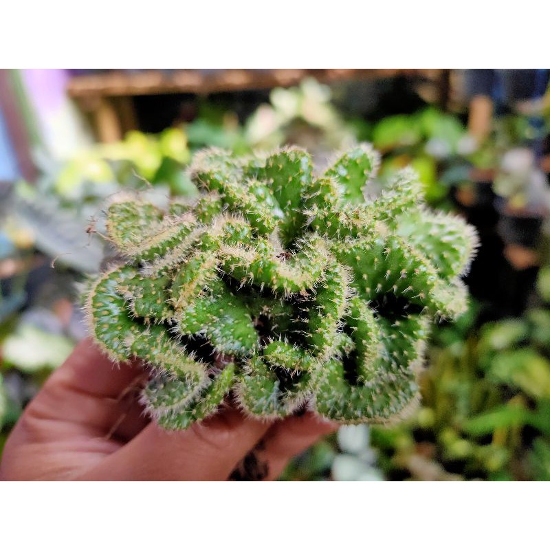 kaktus Babat/Cristata