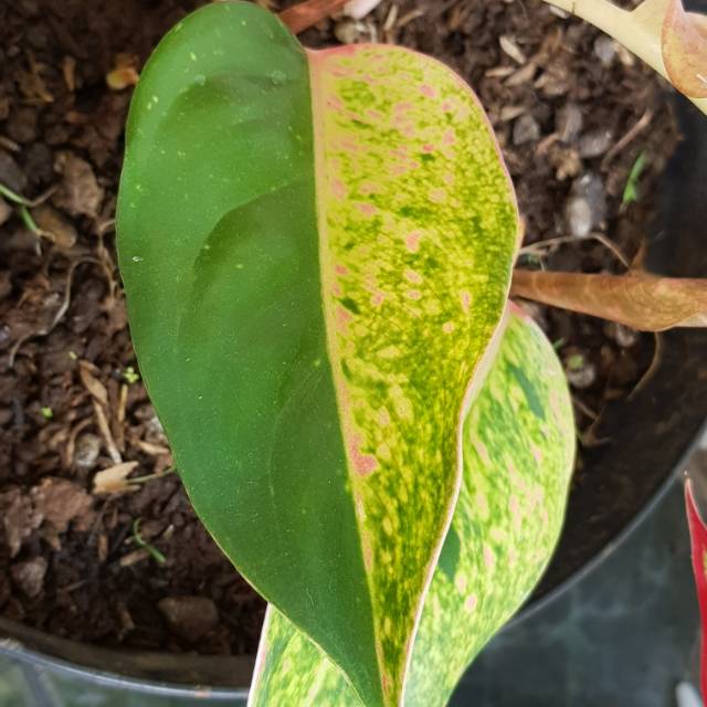Tumbuhan Aglonema jenis langka // Aglaonema tanaman bunga