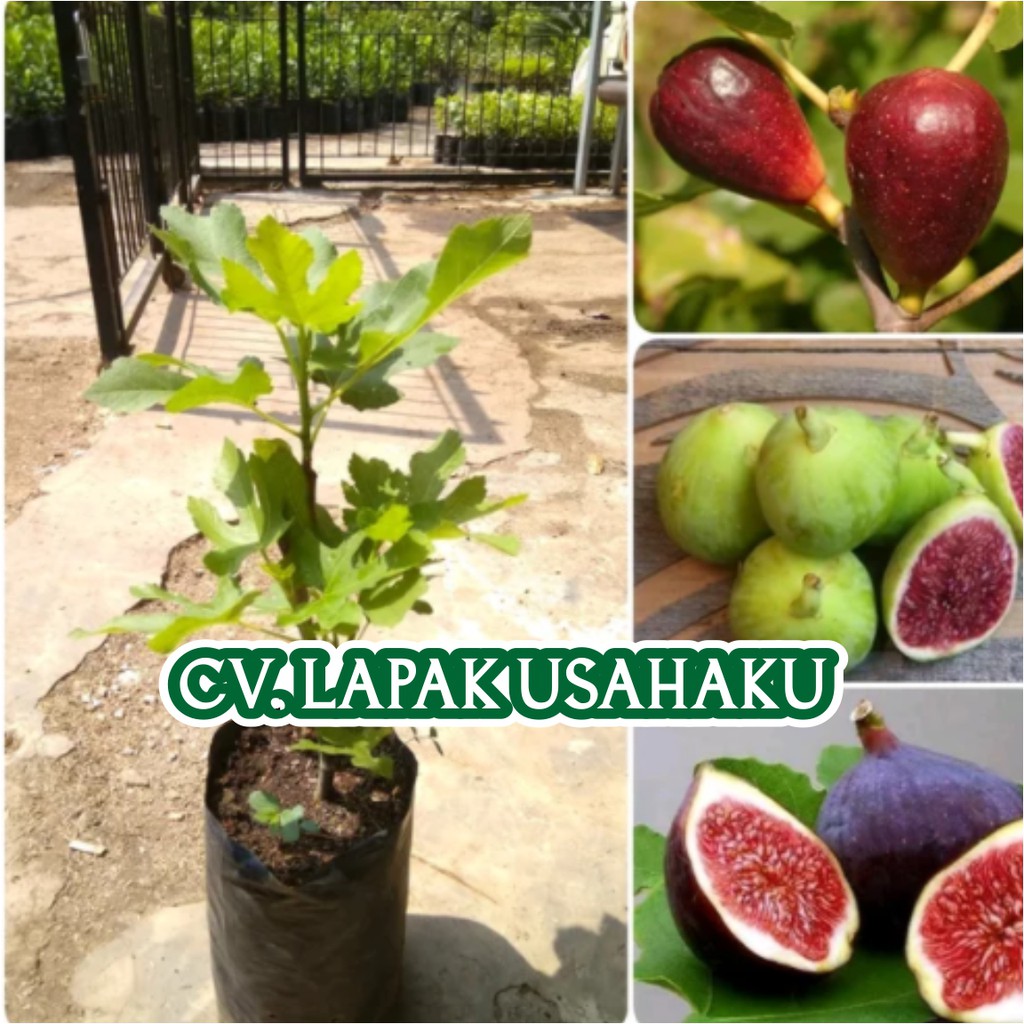 PAKET 3 BATANG BIBIT POHON BUAH TIN MERAH-HIJAU-UNGU