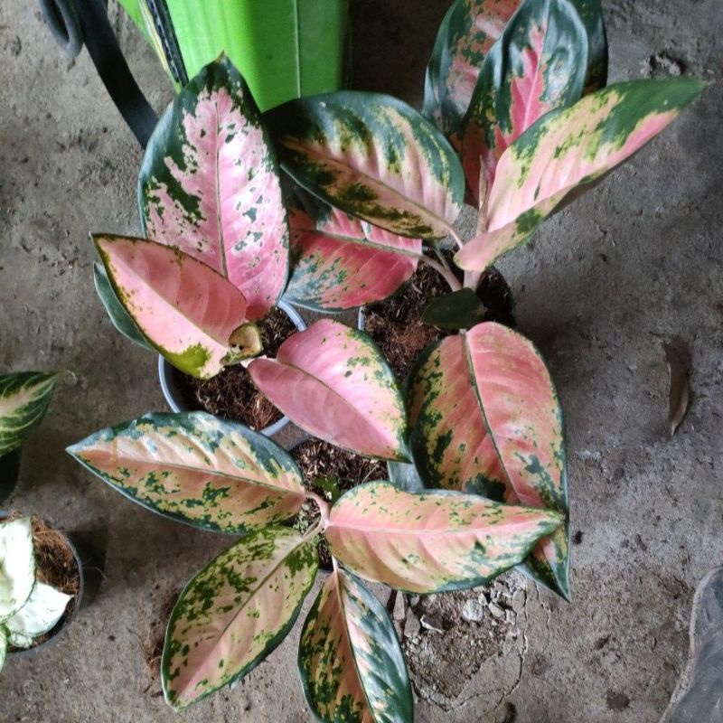 aglonema red kochin dan tembaga sunrise