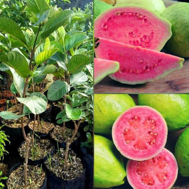 *_$ terbaru=> bibit jambu merah buah jambu biji pohon jambu merah bibit jambu biji pohon jambu biji