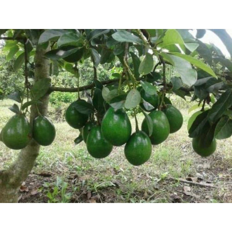 Promo Bibit alpukat miki super original