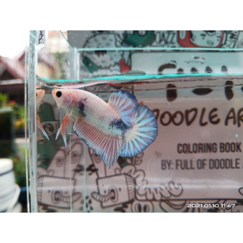 Ikan Cupang Fancy  Flamingo (soft pink)  male size M