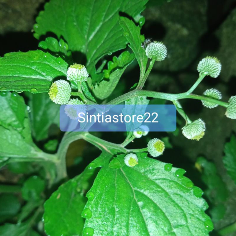 

Jual bandot seprah atau jukut meurit segar 100 gram