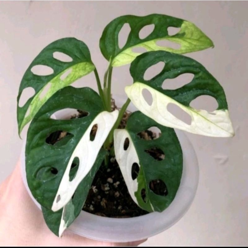 Batang bonggol monstera adansonii janda bolong varigata murah