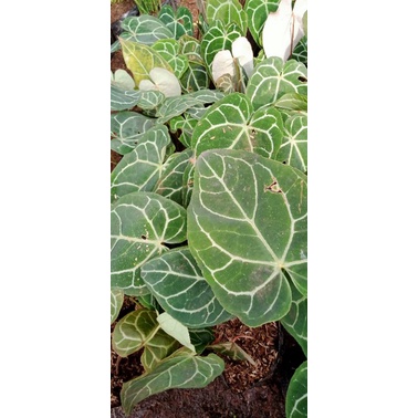 TANAMAN HIAS KUPING GAJAH