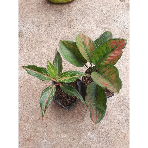 Paket Alonema Butterfly + Hengheng Pelangi