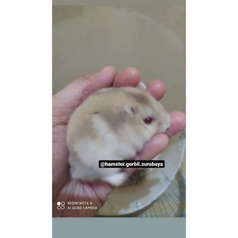 Hamster winter white remaja gembul.