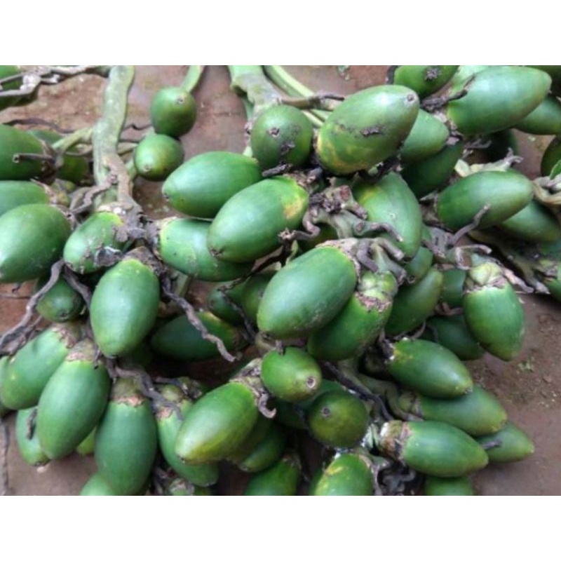 

Buah pinang, jambe muda fresh