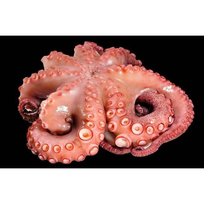 

Octopus Frozen - Gurita Besar 600g BBQ Korean Food